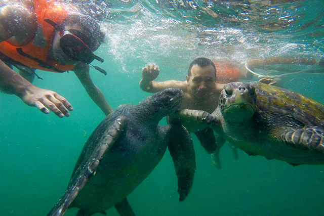Tours nado con tortugas